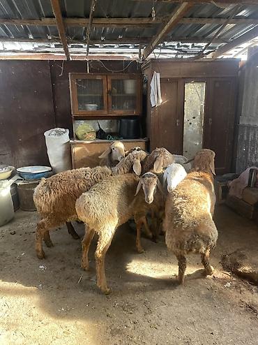 Баран, овца: Продаю | Ягненок, Баран (самец) — 6