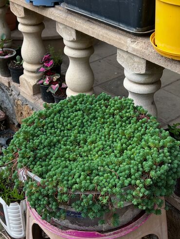 Xalçalar: Xalça -da lalafo.az — 7 Xalçalar: Xalça — 7