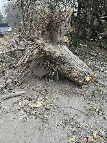 ореховая роща: Дрова Орех, Самовывоз — 1