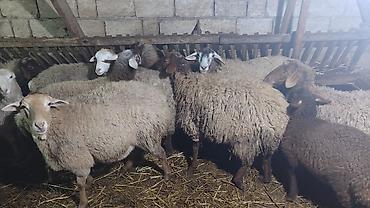 Qoyunlar, qoçlar: Sağlam cavan heyvanlardi kom satılır Kurdexanidadi. Ümumi 12 Heyvandi — 5