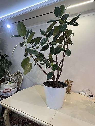 Драцены и Сансевиерии: Доставка по городу бесплатно . Адаптированные пересаженные Комнатные — 10