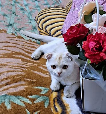 купить кошку манчкин: Осталось 2 шотладских вислоухих котёнка(скоттиш фолд).Окрас бело- — 9
