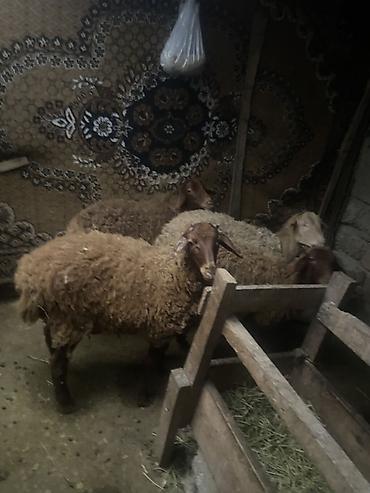 Рогатый скот: 😍😍😍Qoyun sürüsü – 4 baş - Növ: Yerli ətlik/yunlu qoyunlar - Say: 4 — 1