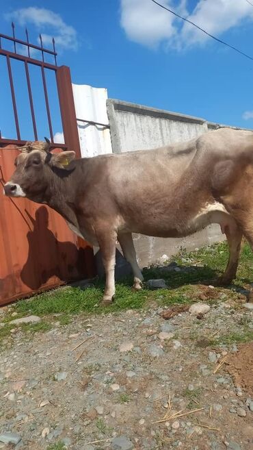 хорошая корова: Продаю | Корова (самка) | Алатауская | Для молока | Стельные