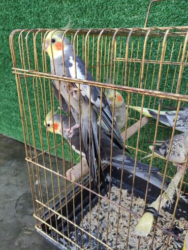 Qəfəslər: Qəfəslər quşlar — 20