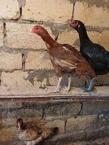 eşşək sudu satışı: Toyuq cücələri, Damazlıq — 3