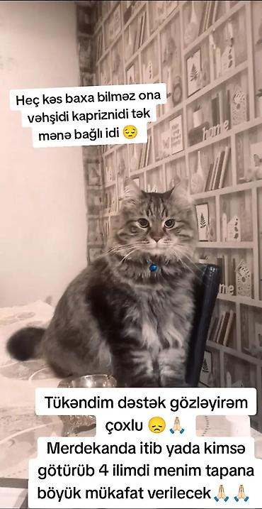 pişik adları azerbaycanca: Elan: Itkin ev pişiyi axtarılır – Mərdəkan Təsvir: - Uzun tüklü — 1