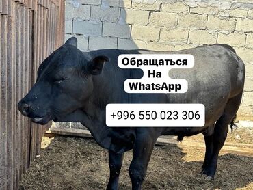 продаю музоо торпок корова самка бык самец айрширская ангус алатауская на забой для разведения на откорм племенные нетель привязанные: Продаю | Корова (самка), Бык (самец), Тёлка | На откорм, На забой, Для разведения