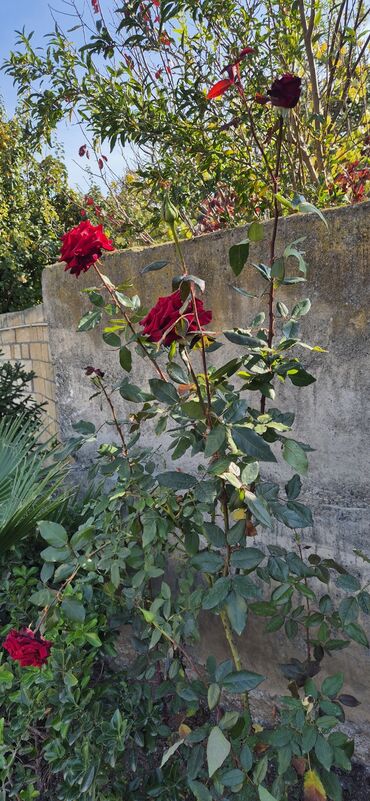 Çöl bitkiləri: Saqı Gülçülük – Tərtərin ən gözəl gülləri Bir gül təkcə ətriylə deyil — 12
