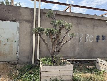 udi hindi bitkisi: Bonsai üslubunda formalaşdırılmış yetkin zeytun ağacları - Növ: Olea — 2