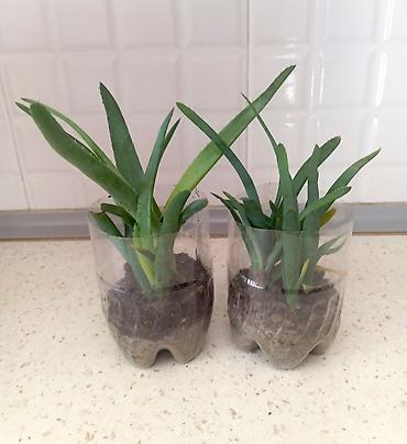 Şitillər: Aloe Vera şitilləri – 2 qabda 8 ştildir. - Müalicəvi və dekorativ — 1