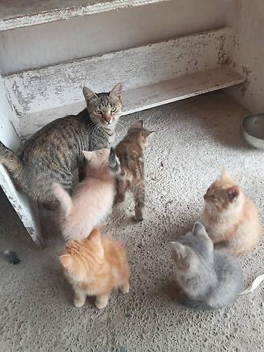 Үй жаныбарлары: Котята, помёт от домашней кошки (на фото мама рядом). Возраст примерно — 3