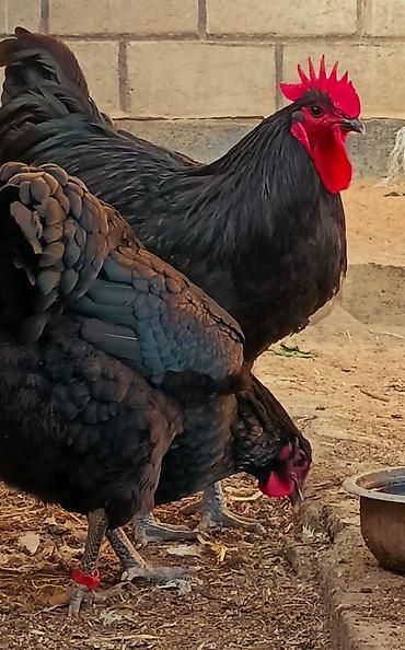 Птицы: Джерсийский гигант жумурткага жана жөжөлөргө заказ алабыз — 9