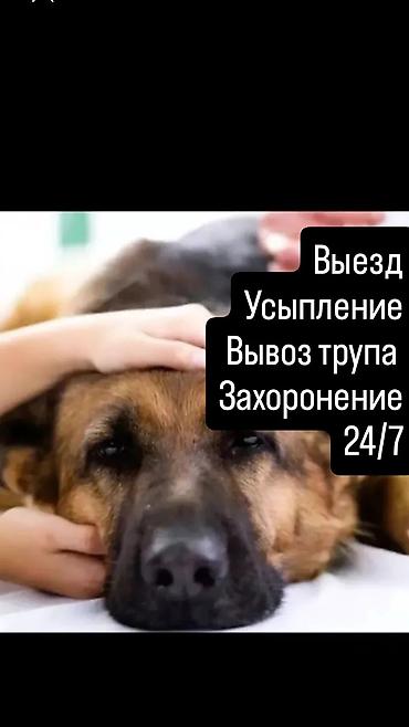 Услуги по гуманной эвтаназии и посмертному сопровождению животных