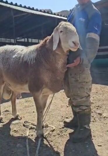 сколько стоит кролик домашний: Сатам | Кочкор (эркек) | Көбөйтүү үчүн | Асыл тукумдуу