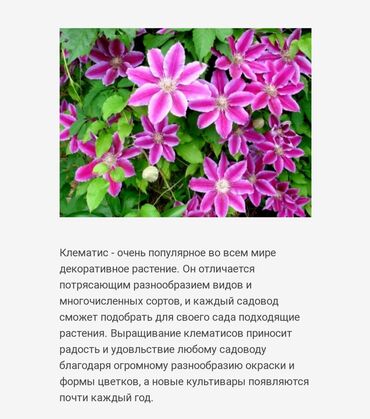 10 сом купюра: Климатисы саженцы. Возраст второй год