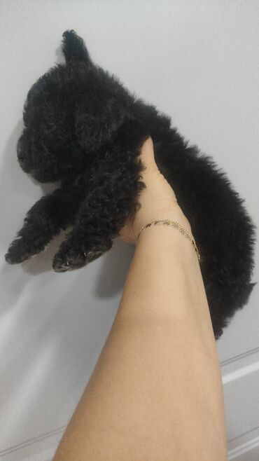 İtlər: Pudel, 2 ay, Erkek — 3