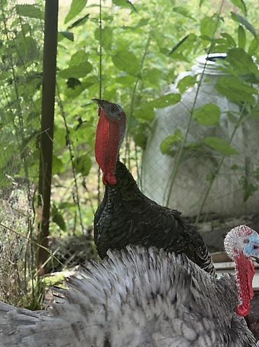 toyuq cüce: Məhsul: Hind quşları (şəkillərdə bir neçə baş) - Rənglər: ağ və tünd — 4