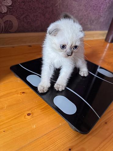 Pişiklər: Britan — 11