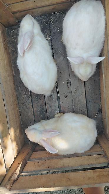 dovşa: Ağ rəngli dovşanlar – 3 ədəd Məhsul təsviri: - Cins: Ağ albinos tipli — 2