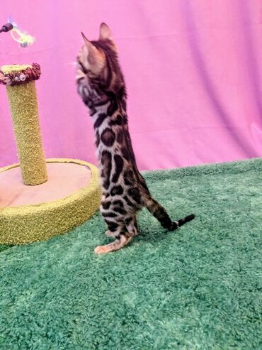 Продажа кошек: Бенгальская, 2 месяца, Мальчик, Приучена к лотку, Проглистована, С документами — 7