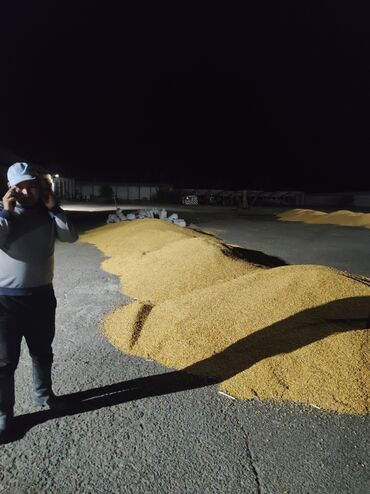 рушенная кукуруза: Продаю кукурузу рушенный в мешках 01.10 косили сухой и чистый в близи