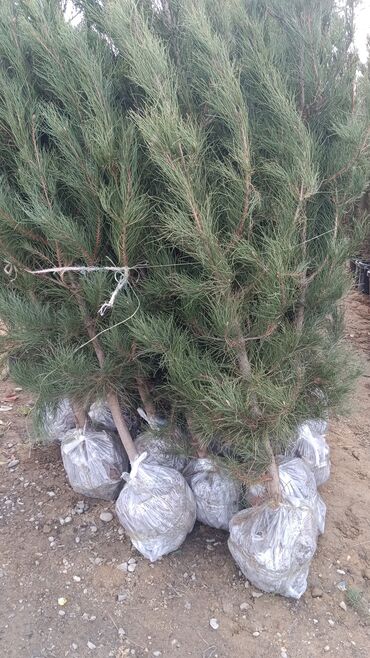 Şitillər: Dekarativ agaclarin satisi — 7