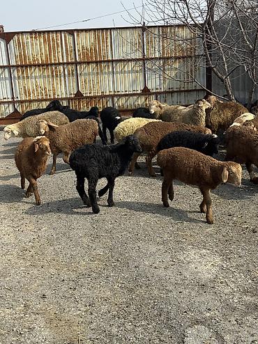 Баран, овца: Продаю | Овца (самка), Ягненок, Баран (самец) | Гиссарская, Полукровка, Меринос | На забой, Для разведения, Для шерсти | Племенные, Кастрированные, Осеменитель — 11