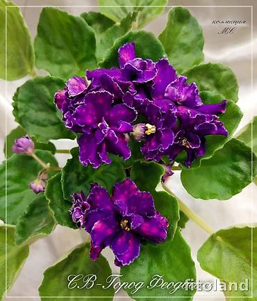 Фиалки и глоксинии: В продаже детки,пасынки сортовых мини и полумини фиалок 🌺🌿🌺 — 11