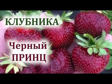 мульчирующая пленка для клубники цена: Рассада : Клубника, Платная доставка