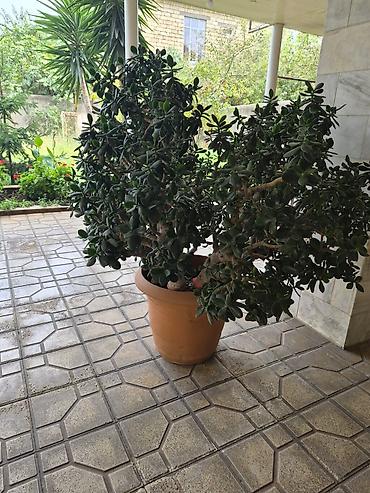ağac gülləri: Böyük ölçülü qablı şirəli bitki – “Pul ağacı” (Crassula ovata) более — 3