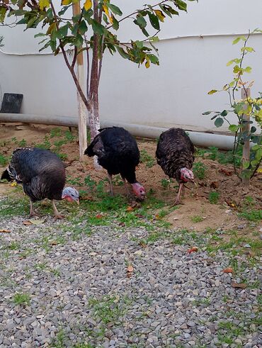 Cücələr: Hinduşka cücələri, Damazlıq — 22