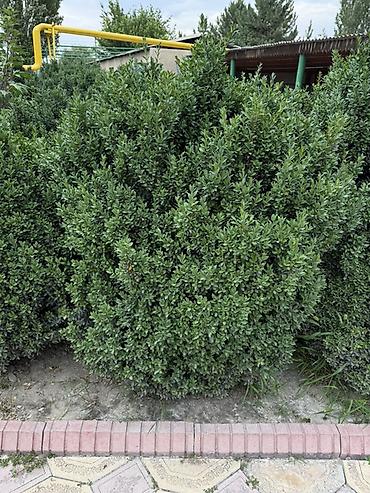 молочай миля: Самшит вечнозелёный (Buxus sempervirens) — взрослые кусты для живой — 3