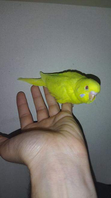 Tutuquşları: Il — 7