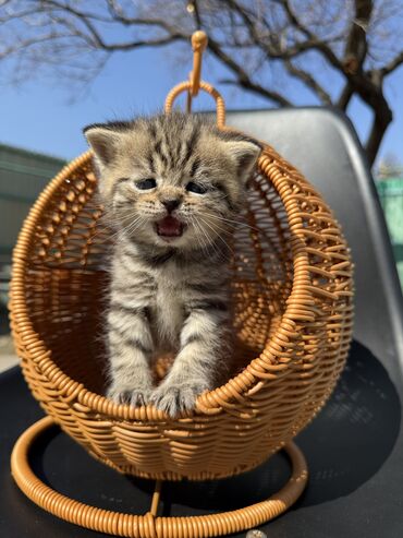 Продажа кошек: Британская короткошёрстная, 1 месяц, Девочка, Золотая шиншилла, Приучена к лотку, Проглистована, С документами — 5