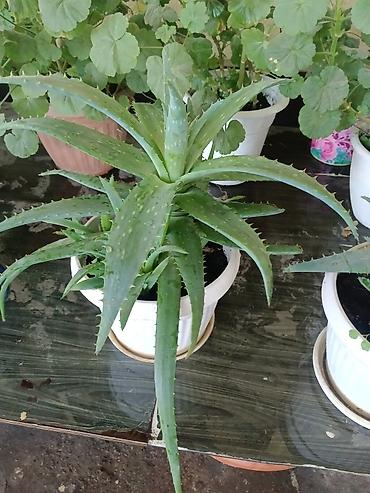 Алоэ вера в горшках (комнатные суккуленты) - Вид: Aloe vera