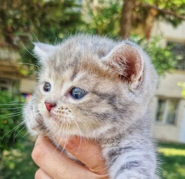 pişik adları azeri: Şinşilla, Erkək, Yaxşı əllərə