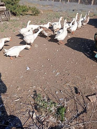 bakida cins ineklerin satisi: Linda Kuban qazları satılır. Qubanın kəndidir. 1 ilin qazlarıdır — 2