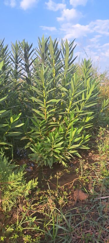 Şitillər: Toptan ve perakende formada yasil ve meyve agaclarin satisi🌴🌳🌱🍃 -da lalafo.az — 4 Şitillər: Toptan ve perakende formada yasil ve meyve agaclarin satisi🌴🌳🌱🍃 — 4