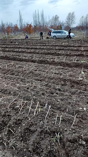 Продажа участков: 100 соток, Для бизнеса, Договор купли-продажи at lalafo.kg — 17 Продажа участков: 100 соток, Для бизнеса, Договор купли-продажи — 17