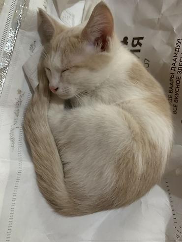 продаю девочки: На втором фото мальчик !!! Котята, домашние, приучены к лотку. Три — 2