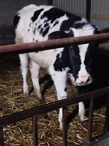 Коровы, быки: Продаю | Музоо, торпок | На откорм — 4