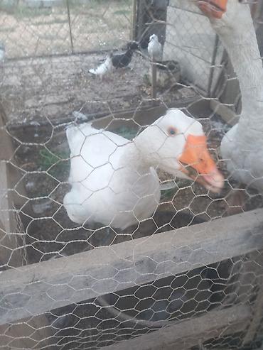 Prodajem 2 gusana cena 3000dinara po komadu Dobri do kod Smedereva