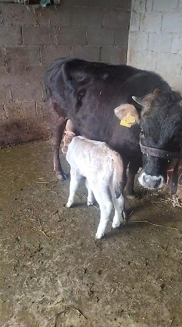 Козы, козлы: Продаю | Коза (самка) | Полукровка | Для молока — 12