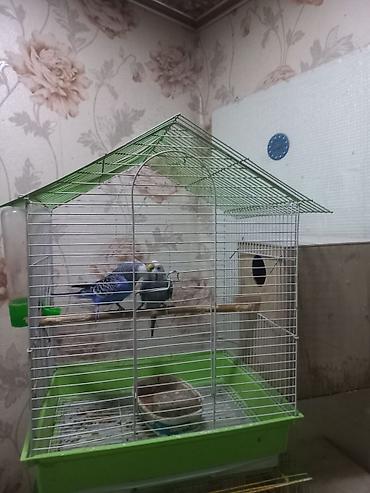 Hazir cutderdi qefes qariwig 45 manat