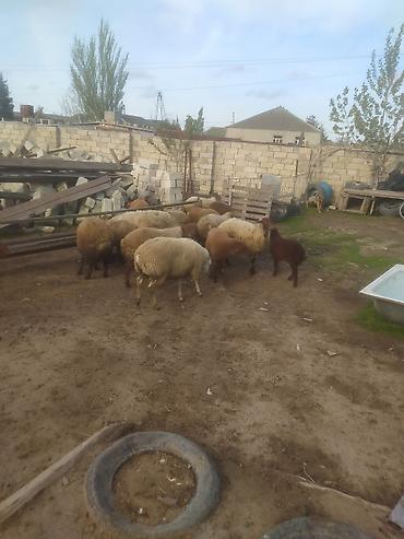 Quzu: Quzular səkkiz ədədi kök quzular — 2