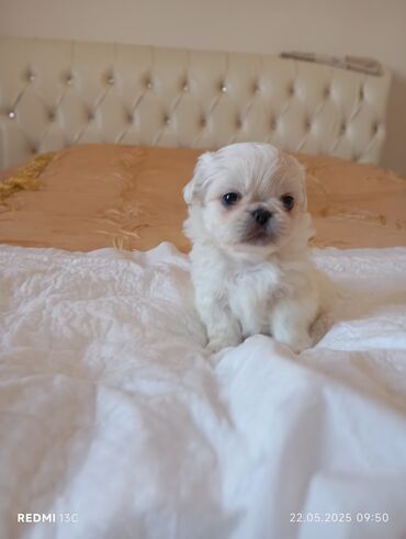 İtlər: Pekines, 1 ay, Dişi