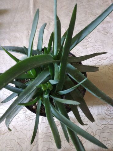 Другие комнатные растения: Суккуленты. каждый 300 сом.Алоэ 500. Молодая гвардия — 7