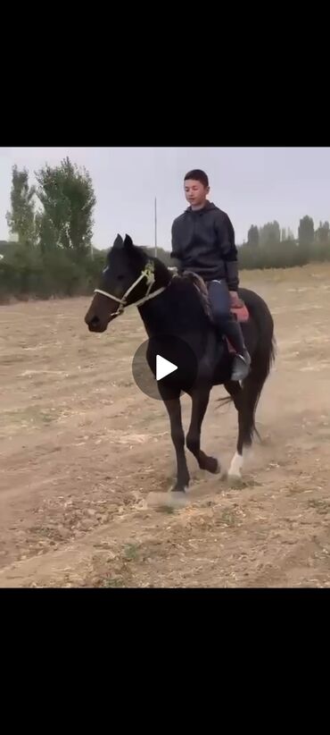 отдам котенка в добрые руки: Продаю | Конь (самец), Жеребец | Конный спорт