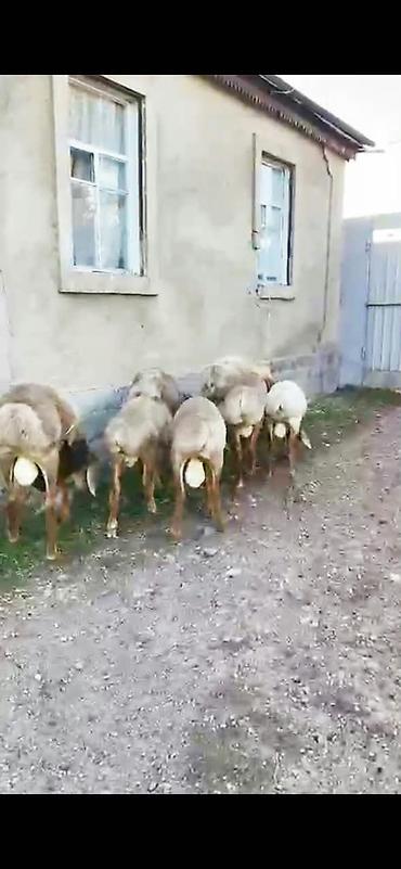 Баран, овца: Продаю | Баран (самец) | Арашан | Для разведения | Осеменитель, Ярка — 8